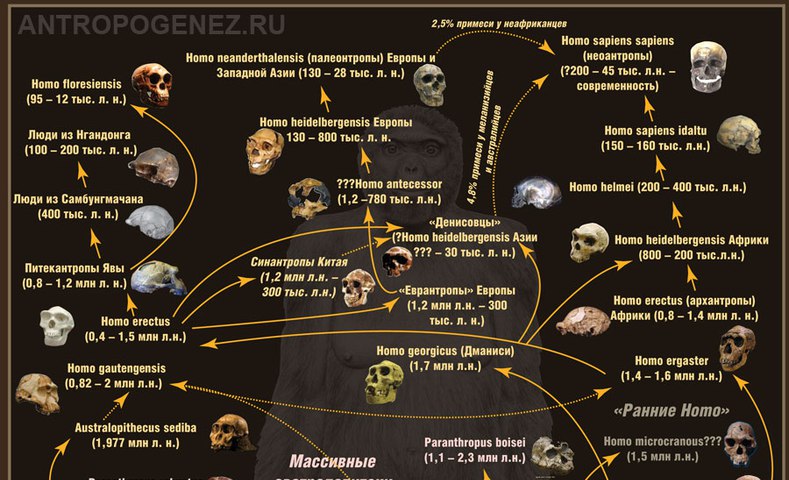 О происхождении человека от обезьяны