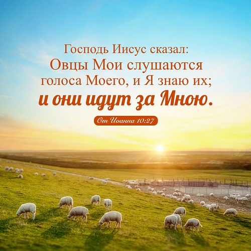 Овцы Мои слушаются голоса Моего