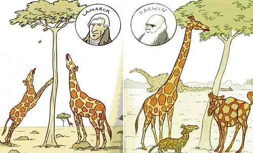 Старые легенды дарвинизма.Жирафы